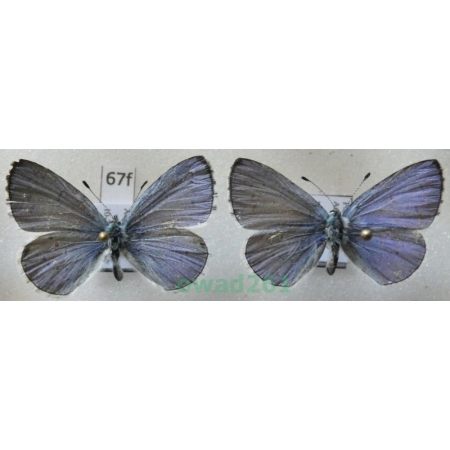 Celastrina argiolus (Linnaeus, 1758) 2xmale Poland67f